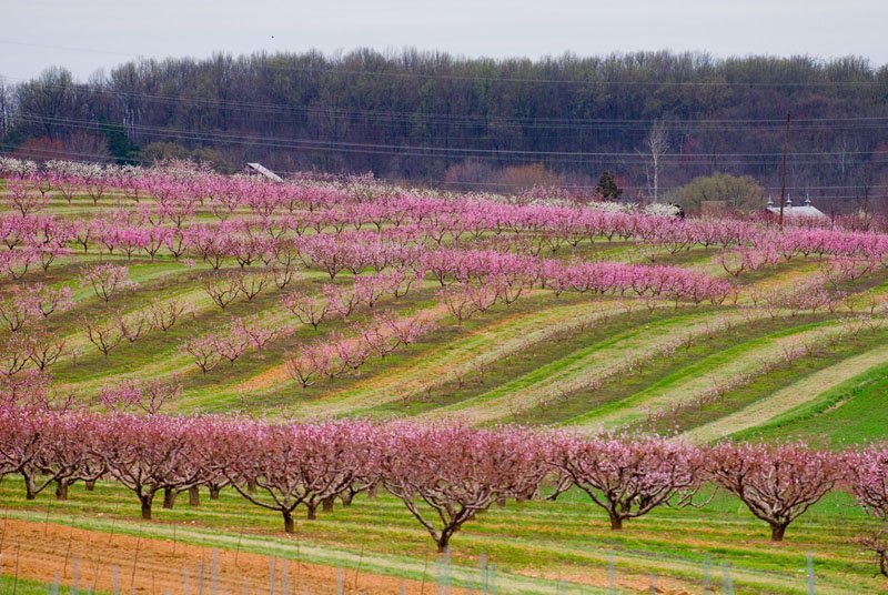 Poolesville, Maryland